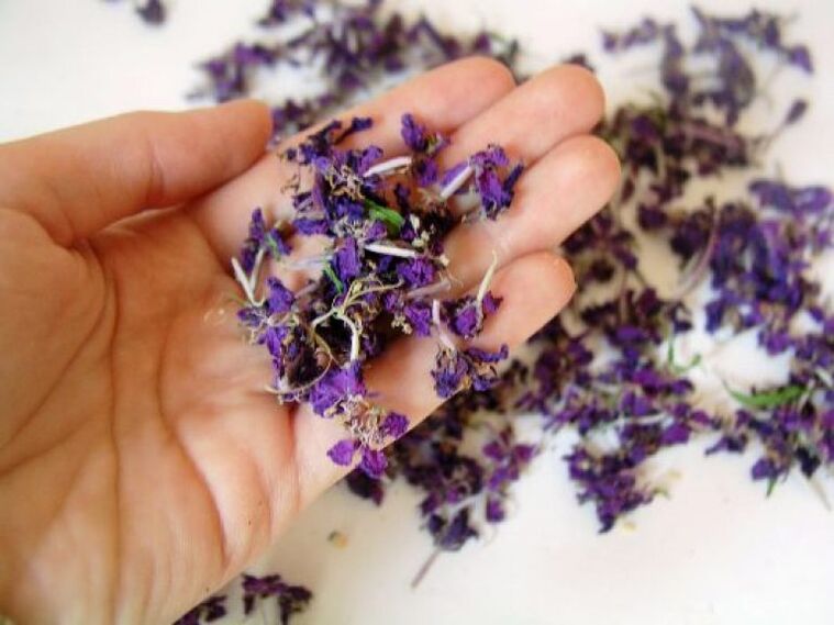 Medicinal products are prepared from dried flowers of fireweed